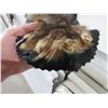 Image 5 : Wolf Skin Rug - Head to Tail Approx. 78", Front Paw to Front Paw Approx. 61"