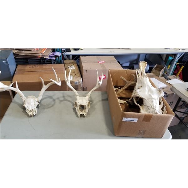 BOX OF ANTLERS AND SKULLS