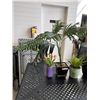 Image 2 : ASSORTED ARITIFICIAL PLANTS