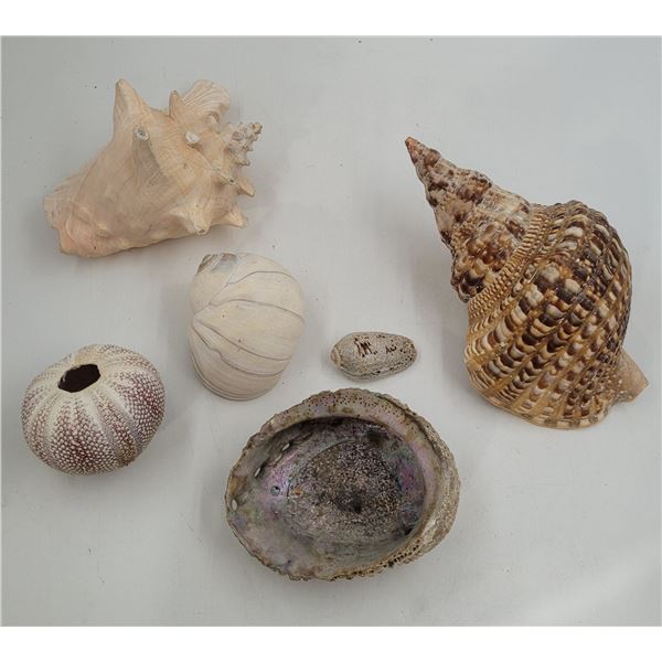 Sea Shells