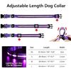 Image 5 : 2 Masbrill LED Light-Up Dog Collars; Rechargeable/Rainproof Super-Bright Design (Size S, Purple) New