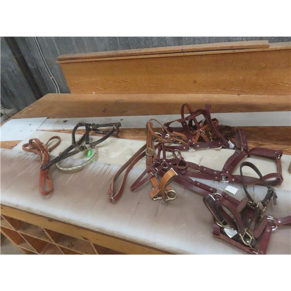 Leather Halter, Various Sizes – Qty 10, New