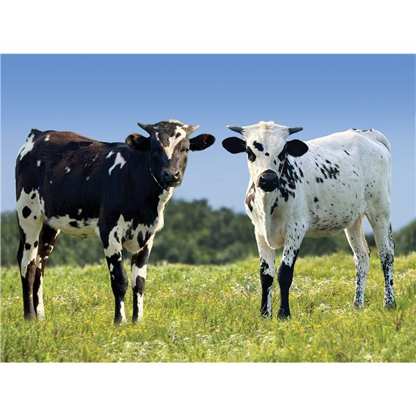 Set of Two Heifers - Ebony & Ivory