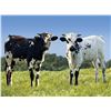 Image 1 : Set of Two Heifers - Ebony & Ivory