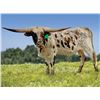 Image 1 : GLR TOP CUT GAL