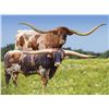 Image 1 : COOL HAND LUKE CHEX X ECR LOVELY ROSE EMBRYO