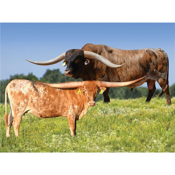 CUT’N DRIED X MEADOW GREEN PENELOPE EMBRYO HEIFER