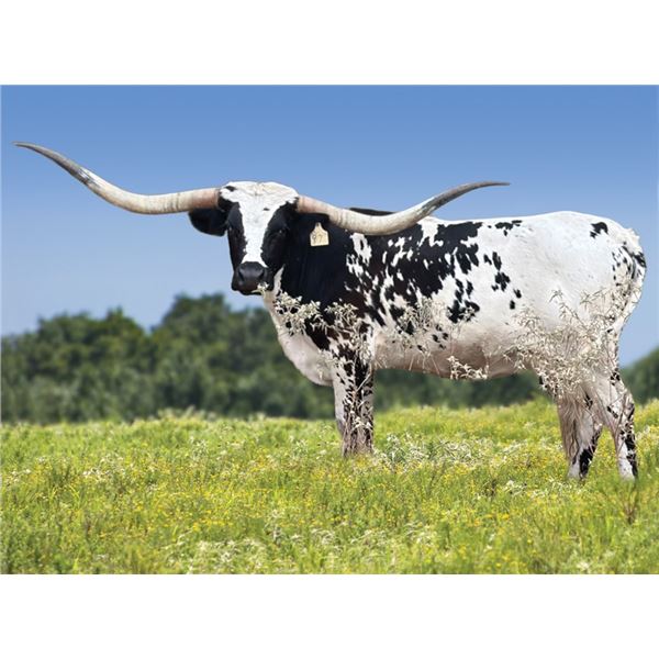 LM TEXANA COWGIRL