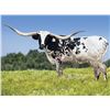 Image 1 : LM TEXANA COWGIRL