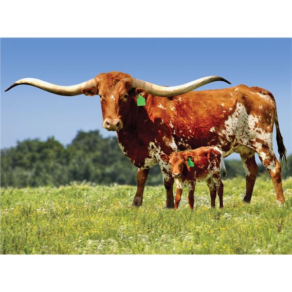 HL PURE COUNTRY