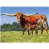Image 1 : HL PURE COUNTRY