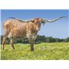 Image 1 : SHEEZA JUNEBUG