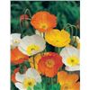 Image 1 : Flower Seed Packs for California Poppy  – 5 Packs of Mr. Fothergill’s