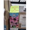 Image 2 : Echinacea Purple Coneflower Seeds – 5 Packs of Mr. Fothergill’s