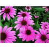 Image 1 : Echinacea Purple Coneflower Seeds – 5 Packs of Mr. Fothergill’s
