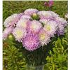 Image 1 : Aster King Size Appleblossom Flower Seeds – 5 Packs of Mr. Fothergill’s