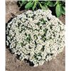 Image 1 : Alyssum Carpet of Snow Flower Seed Packets – 5 Packs of Mr. Fothergill’s