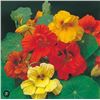 Image 1 : Nasturtium Capucine Trailing Mixed Seeds – 5 Packs of Mr. Fothergill’s