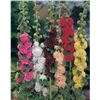 Image 1 : Hollyhock ‘Chater’s Double Mixed – 5 Packs of Mr. Fothergill’s
