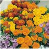 Image 1 : Marigold Souci Bonita Mixed – 5 Packs of Mr. Fothergill’s