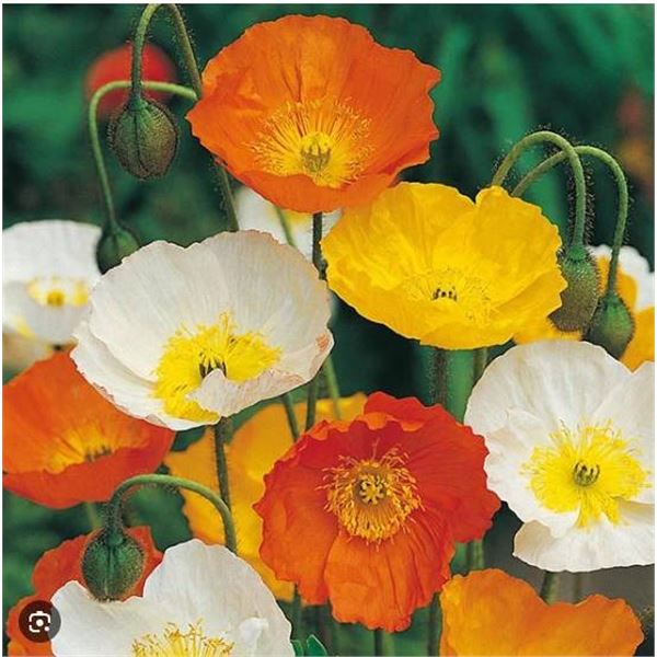 Poppy Iceland Mixed Flower – 5 Packs of Mr. Fothergill’s