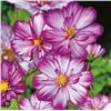 Image 1 : Cosmos Sweet Kisses Seed – 5 Packs of Mr. Fothergill’s