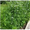 Image 1 : Cilantro Coriander Herb Seeds – 5 Packs of Mr. Fothergill’s