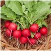 Image 1 : Cherry Belle Radish  Seeds – 5 Packs of Mr. Fothergill’s