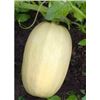 Image 1 : Spaghetti  Squash Vegetable Seeds – 5 Packs of Mr. Fothergill’s