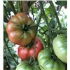 Image 1 : Ponderosa Pink Tomato Seed Packs – 5 Packs of Mr. Fothergill’s
