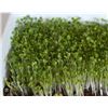 Image 1 : Microgreens Basil Sweet Seed Packs – 5 Packs of Mr. Fothergill’s
