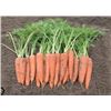 Image 1 : Autumn King Carrot  Seeds – 5 Packs of Mr. Fothergill’s