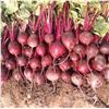 Image 1 : Betterave Cardeal F1  Beets Seed Packs – 5 Packs of Mr. Fothergill’s