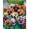 Image 1 : Pansy Pensee Super Chalon Seeds – 5 Packs of Mr. Fothergill’s