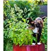 Image 1 : Catnip Seed Packs for Cats – 5 Packs of Mr. Fothergill’s