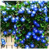 Image 1 : Morning Glory Heavenly Blue Packs – 5 Packs of Mr. Fothergill’s