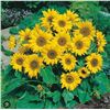 Image 1 : Sunflower Little Leo Seeds – 5 Packs of Mr. Fothergill’s