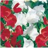 Image 1 : Sweet Pea Canada Day Seeds – 5 Packs of Mr. Fothergill’s