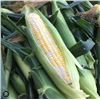 Image 1 : Ambrosia F1 Sweet Corn Seeds – 5 Packs of Mr. Fothergill’s