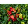 Image 1 : Sweet Allsorts Peppers Seeds – 5 Packs of Mr. Fothergill’s