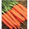 Image 1 : Carrot Nantes 2 Organic Seeds – 5 Packs of Mr. Fothergill’s