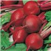 Image 1 : Beet Betterave Cardeal F1 Seeds – 5 Packs of Mr. Fothergill’s