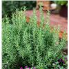 Image 1 : Herb Seeds – Rosemary – 5 Packs of Mr. Fothergill’s