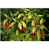 Image 1 : Piment Cayenne Pepper Seeds – 5 Packs of Mr. Fothergill’s