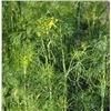Image 1 : Dill Herb Seeds – 5 Packs of Mr. Fothergill’s