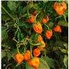 Image 1 : Habanero Pepper Seeds – 5 Packs of Mr. Fothergill’s