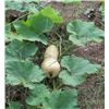 Image 1 : Waltham Early Butternut Squash Seeds – 5 Packs of Mr. Fothergill’s