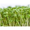 Image 1 : Microgreens Gourmet Garnish Seeds – 5 Packs of Mr. Fothergill’s