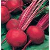Image 1 : Boltardy Beet  Seeds – 5 Packs of Mr. Fothergill’s