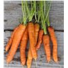 Image 1 : Touchon Carrot Seeds – 5 Packs of Mr. Fothergill’s